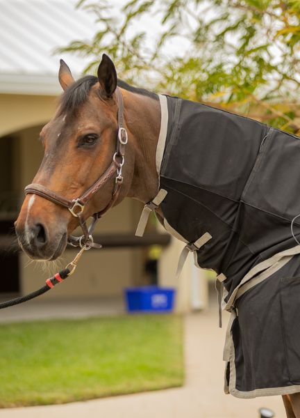 Rosie’s Recovery with the Maxi Pulse Neck Wrap