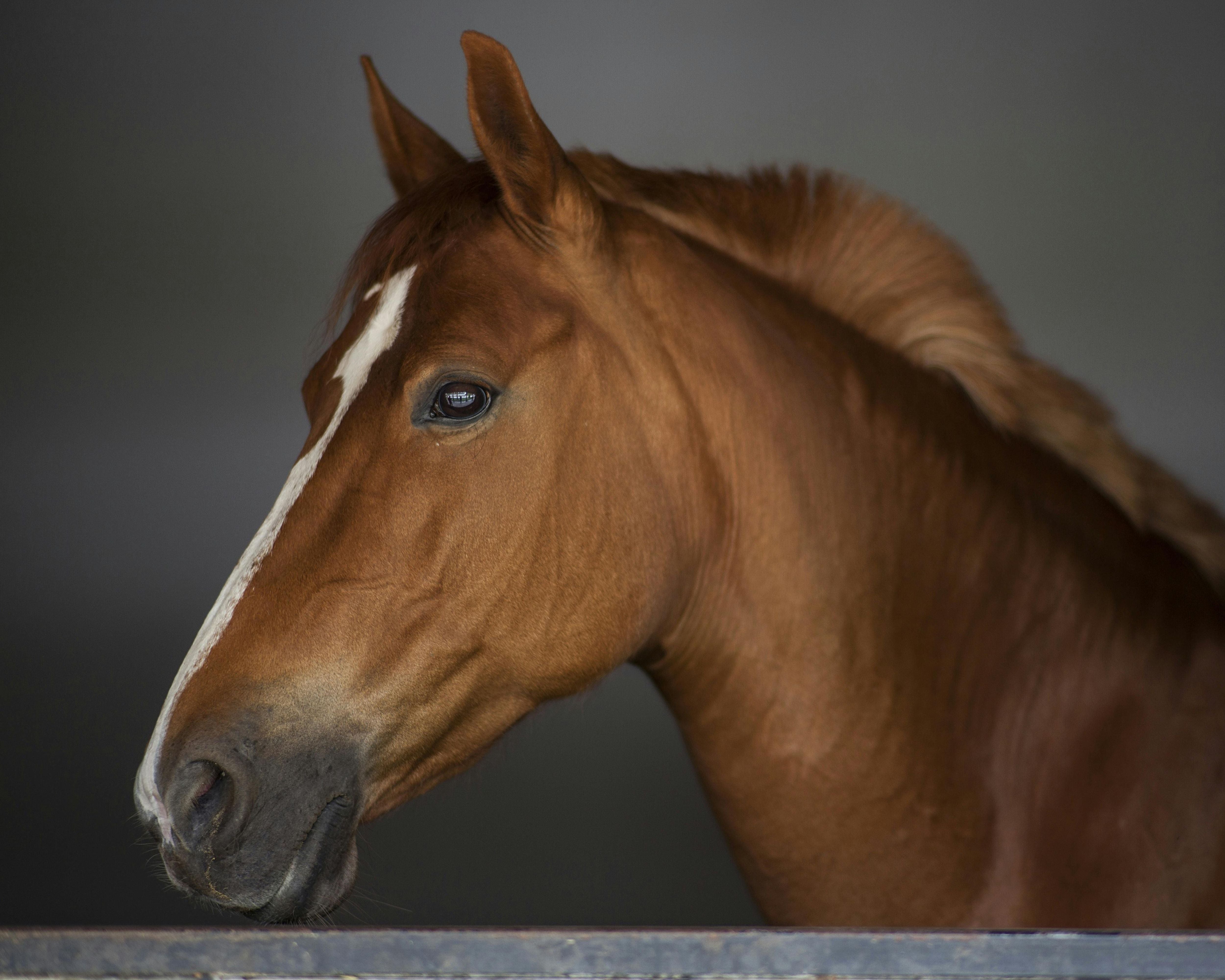 Winners of Respond Systems Amateur Rider Award Announced