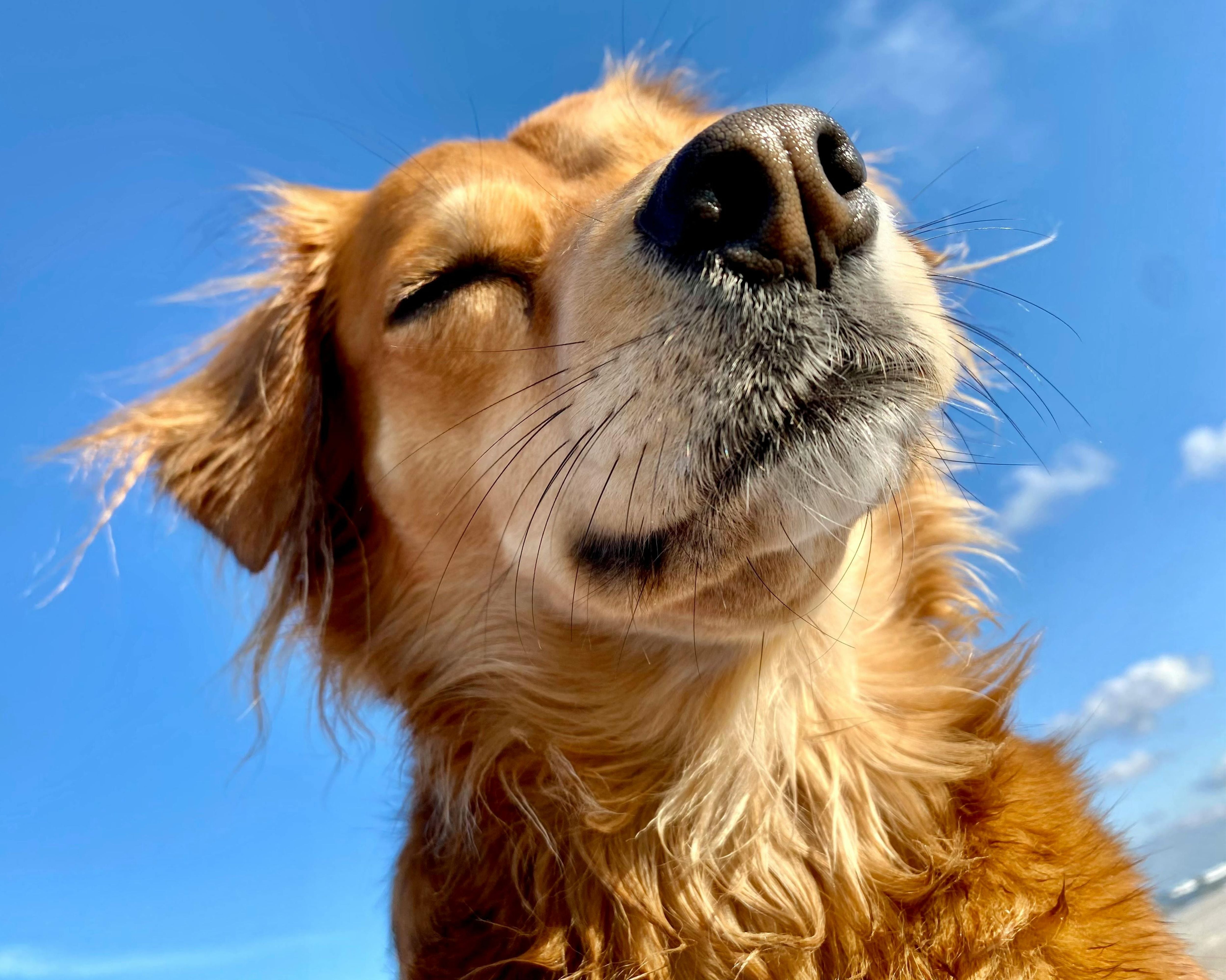 PEMF Therapy Can Put a Smile Back on your Pet's Face