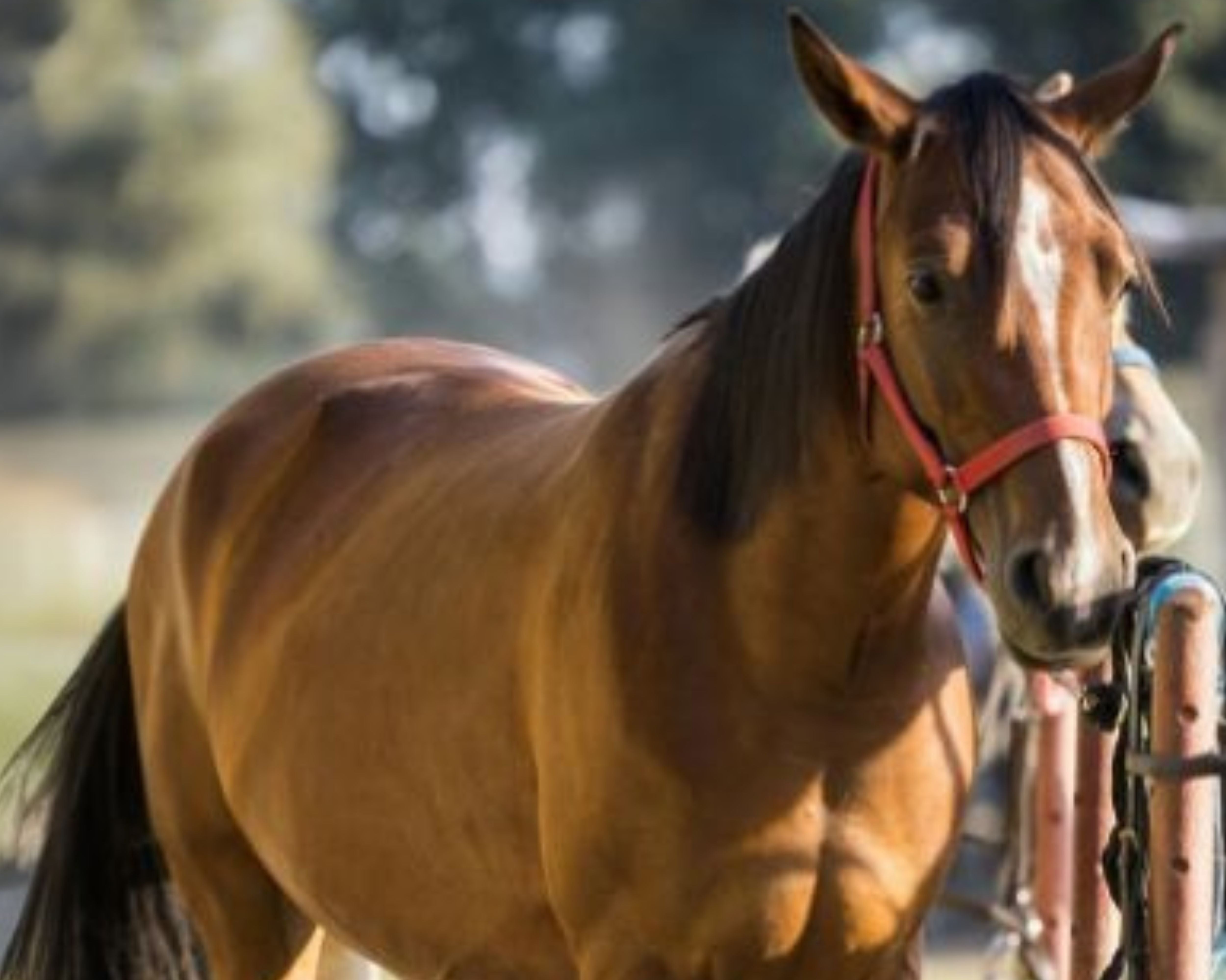 Bucked Shins Recovery with Respond 2400XL Laser