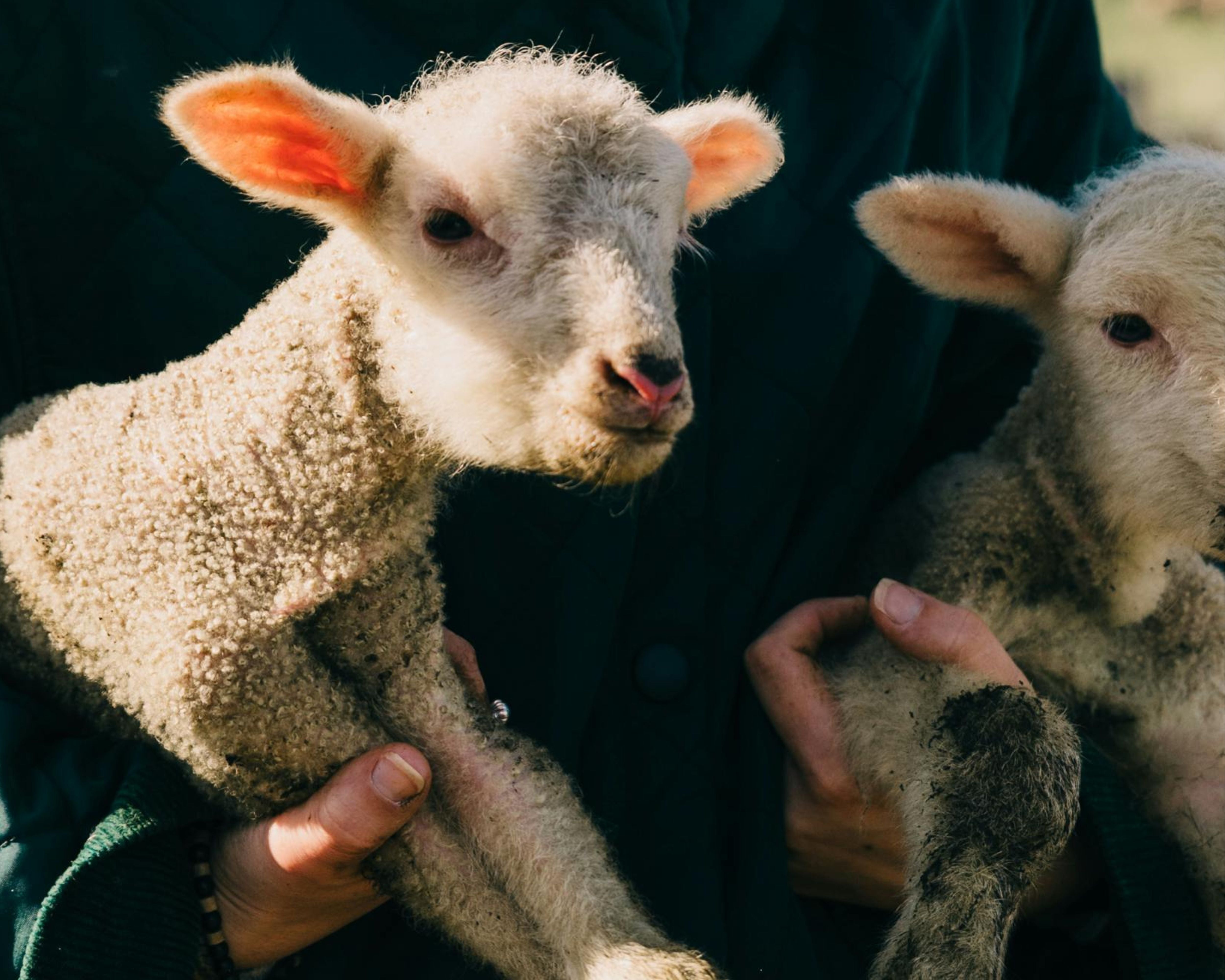 Respond 2400XL laser system treating injured lamb