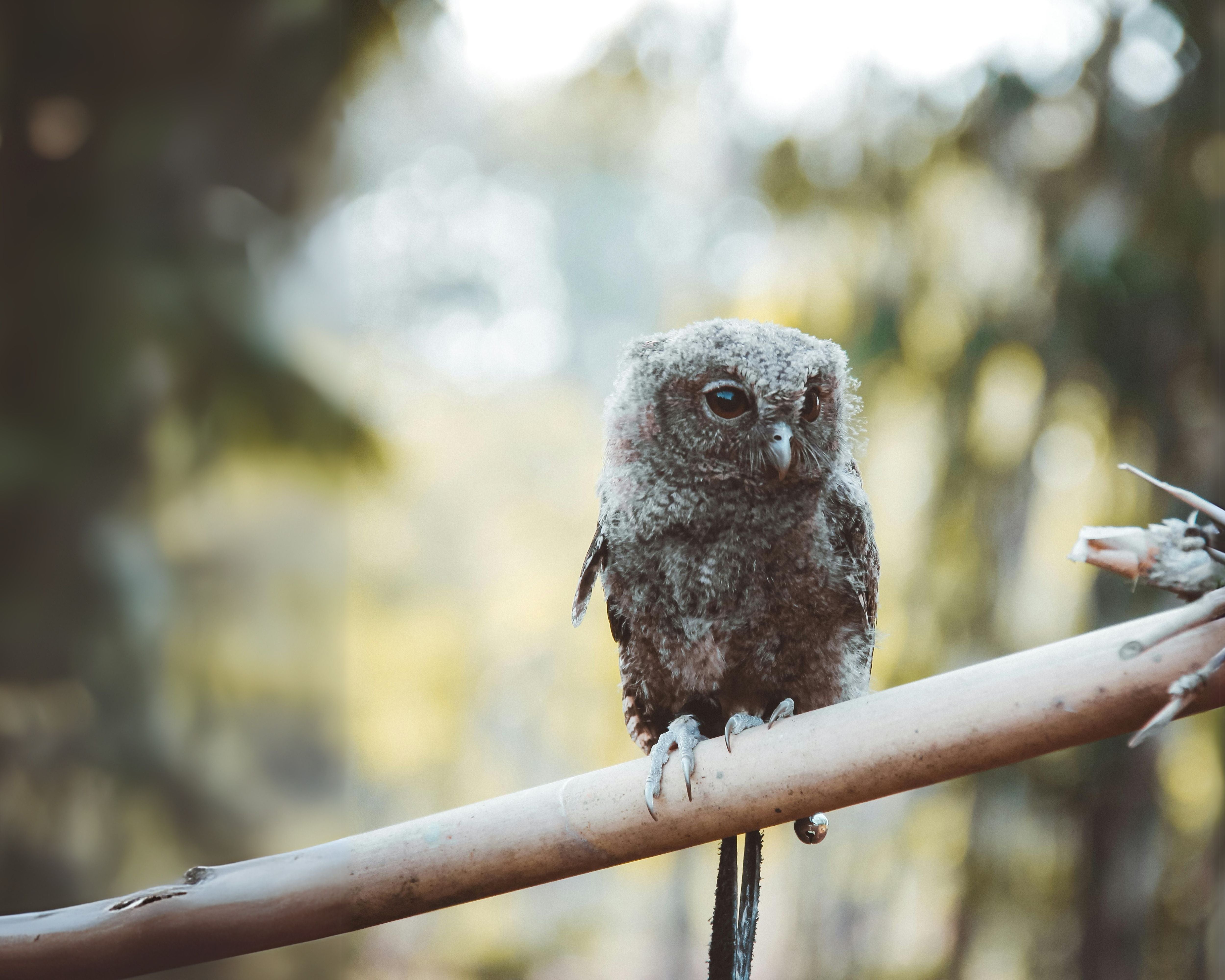 Respond 2400XL Laser Speeds Screech Owl’s Recovery