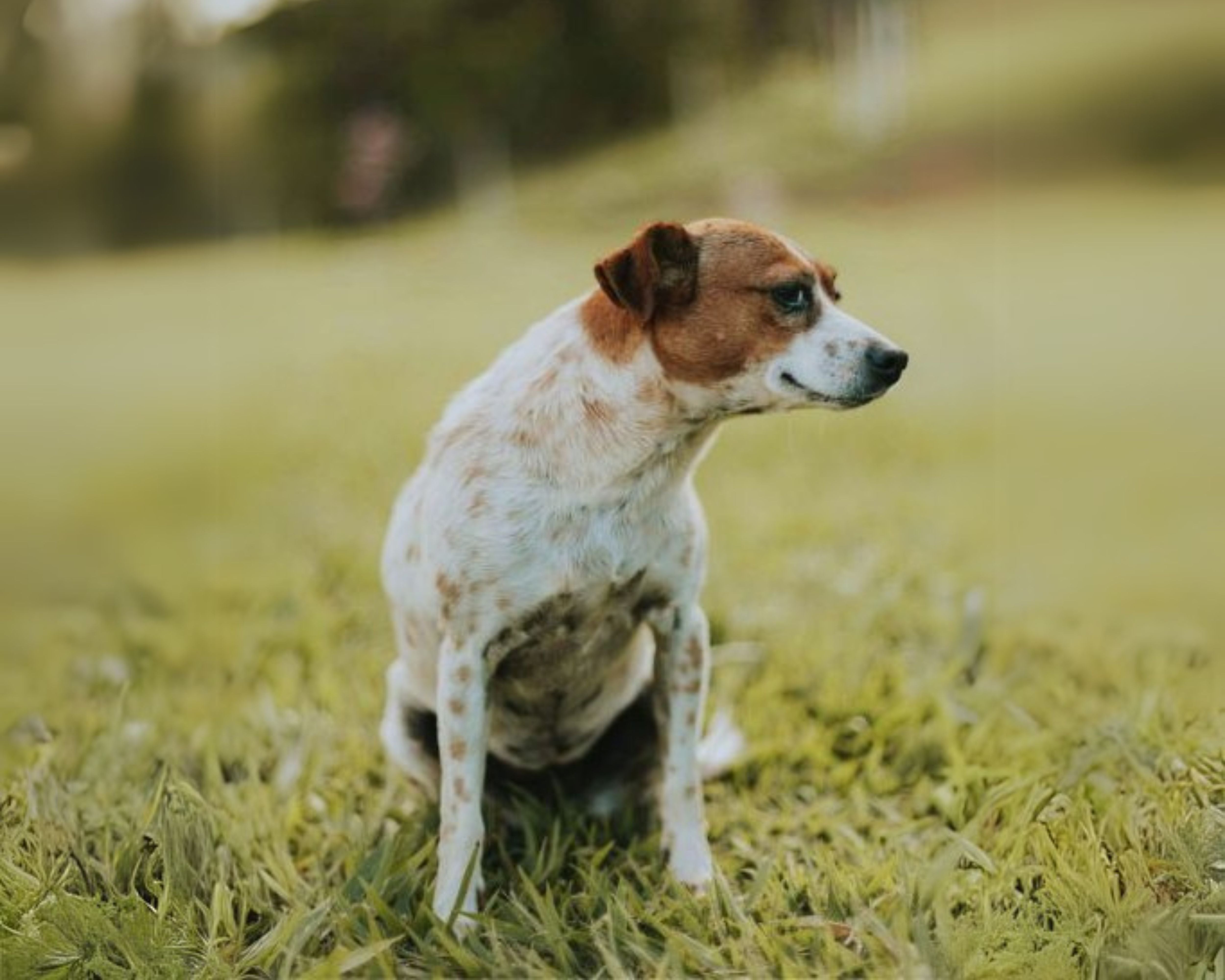 Bio-Pulse Bed Brings Comfort to Aging and Ailing Pets