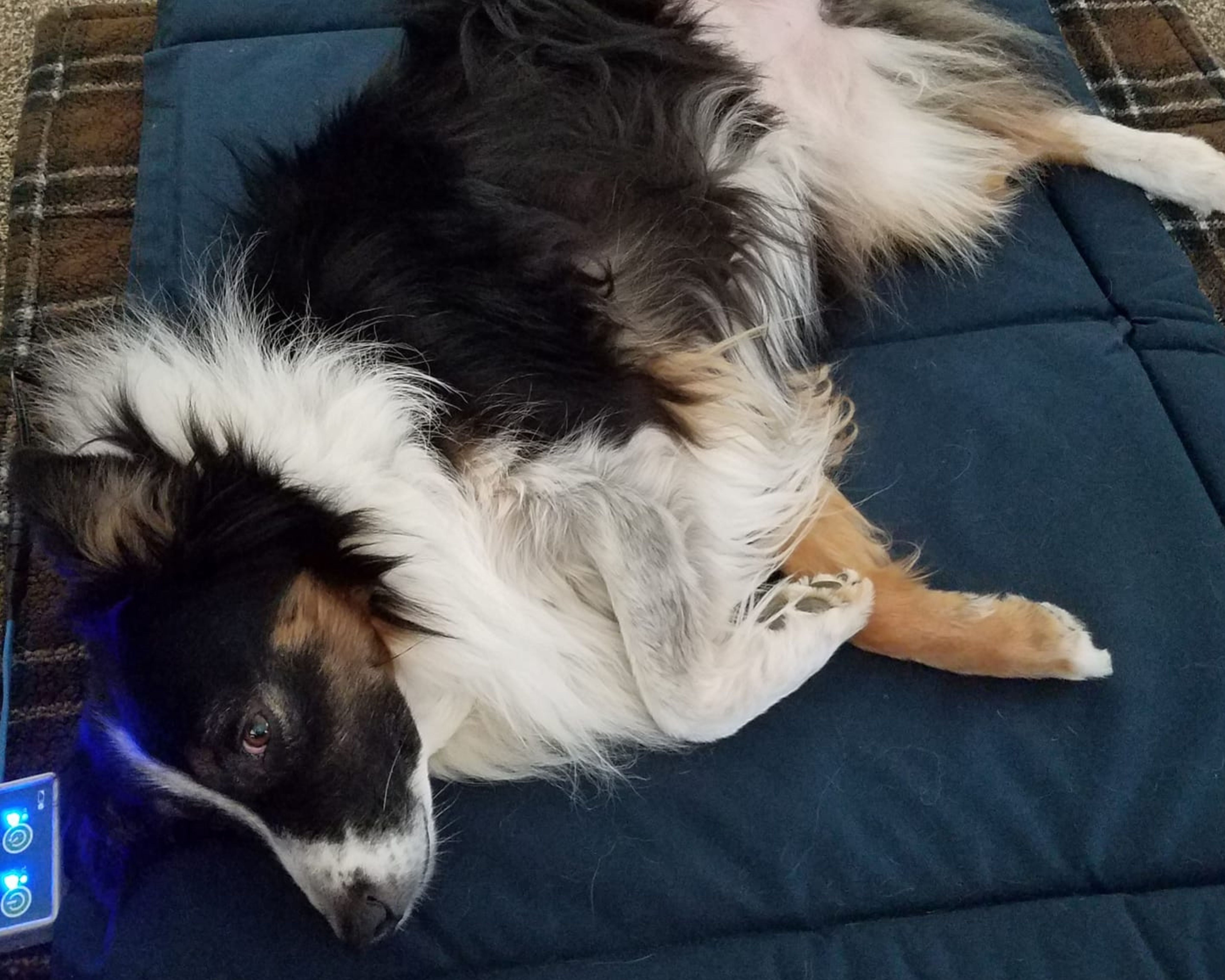 Donna M. Raditic D.V.M., C.V.A. Bio-Pulse Magnetic Therapy Bed in Veterinary Care