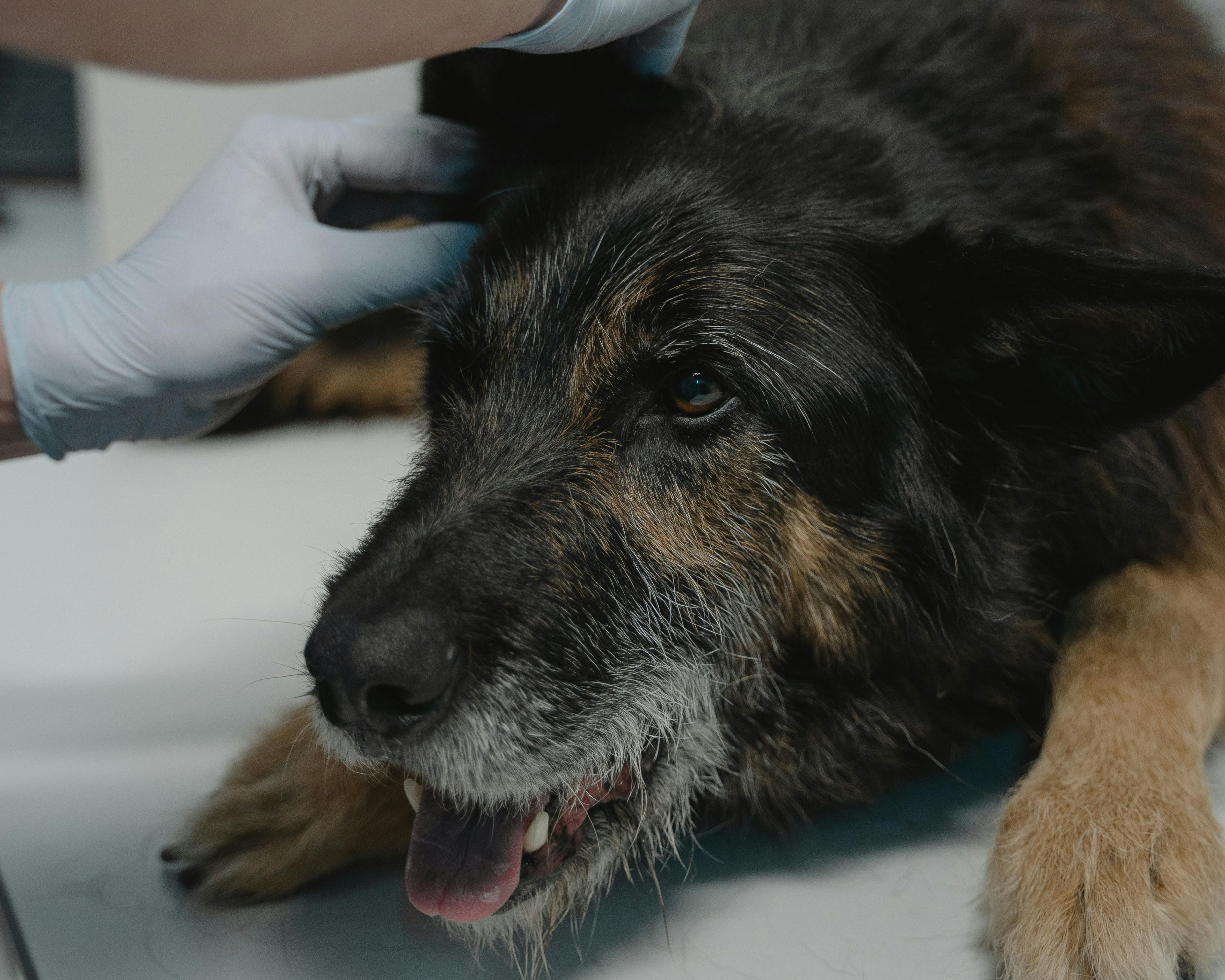Larry A. Bernstein, VMD, CVH, CVA Trusted Partner in Veterinary Therapy Since the 1990s