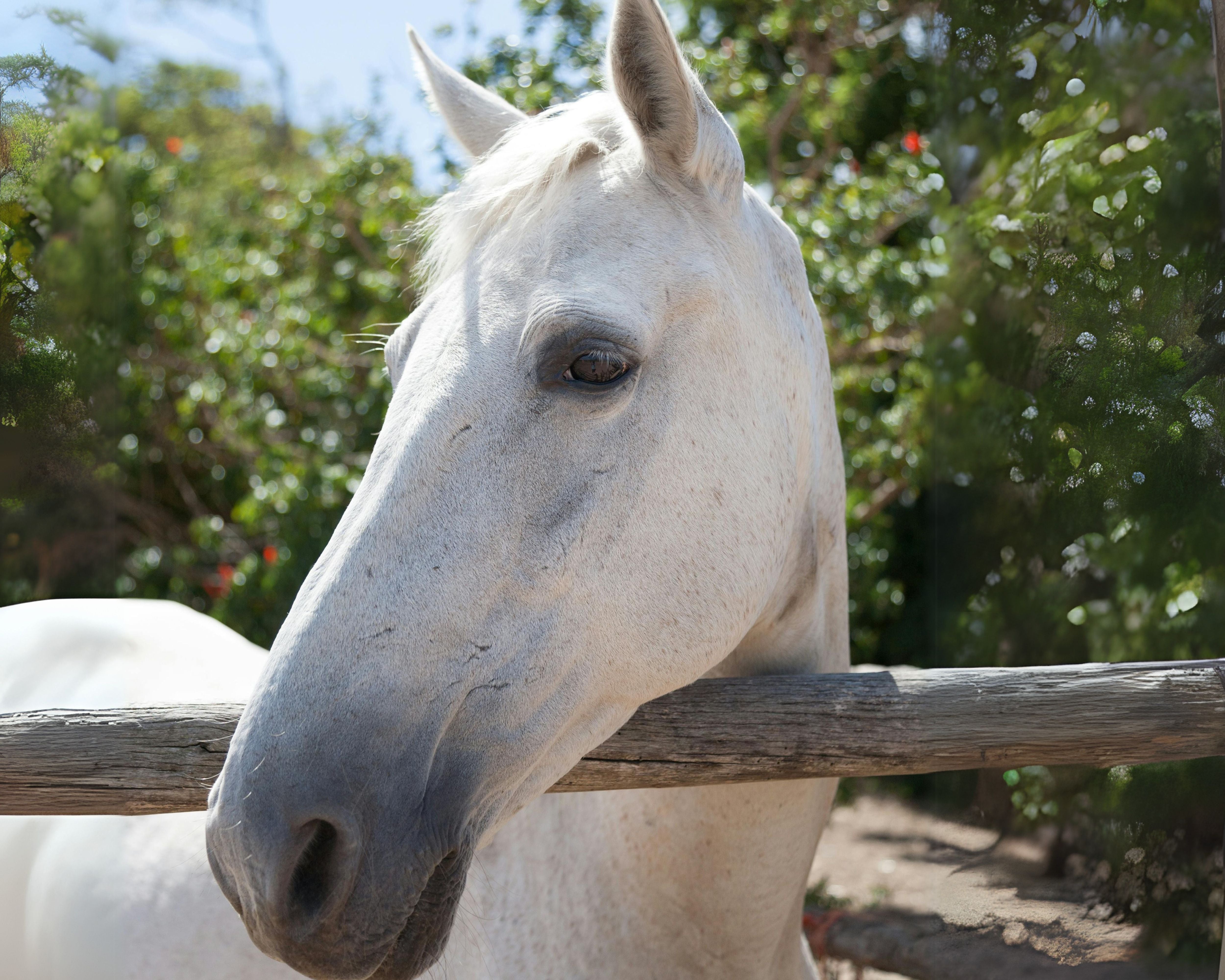 Laser & PEMF / Suspensory Ligament