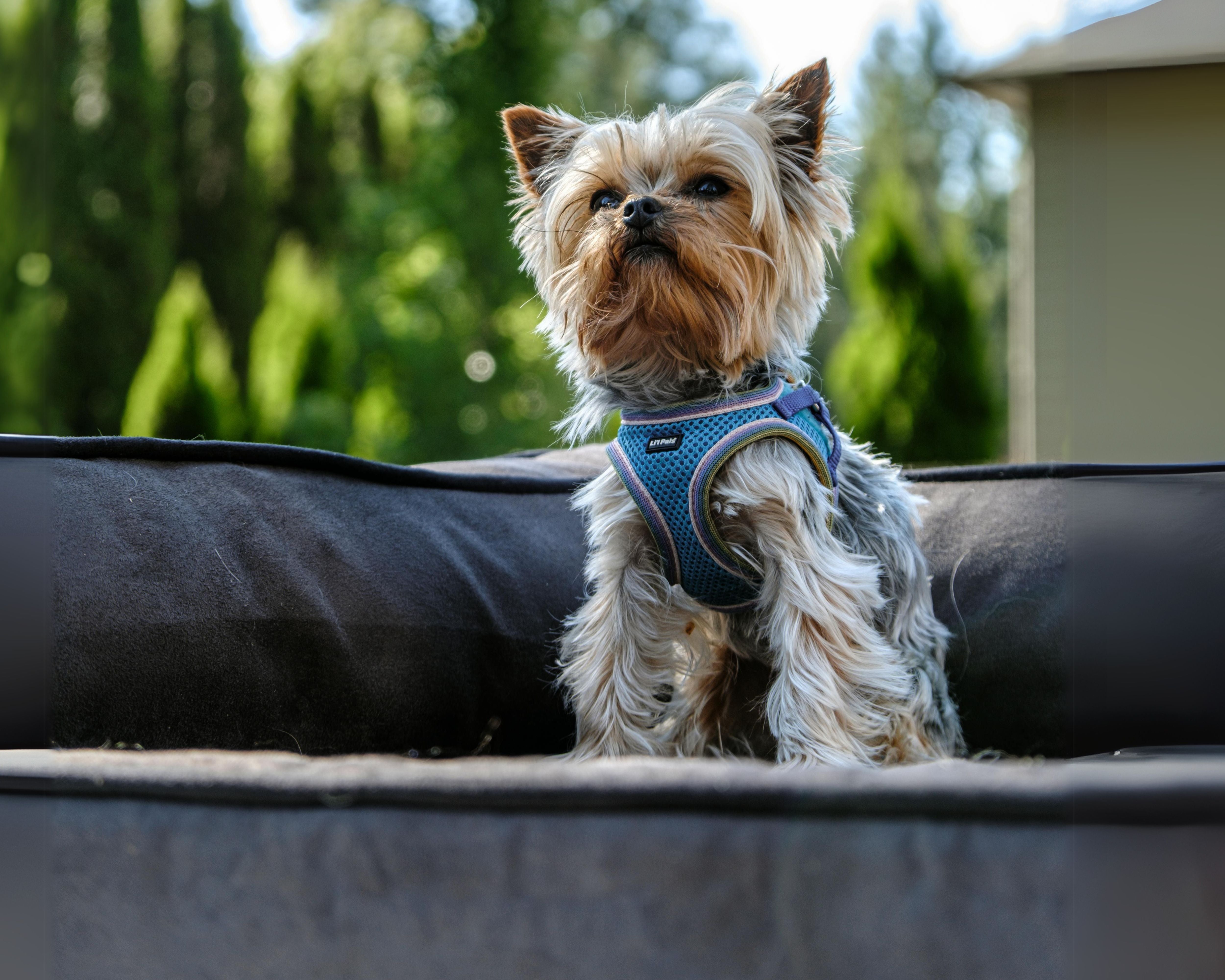 Rita McKay’s Yorkie Recovers Faster with Laser & PEMF Therapy