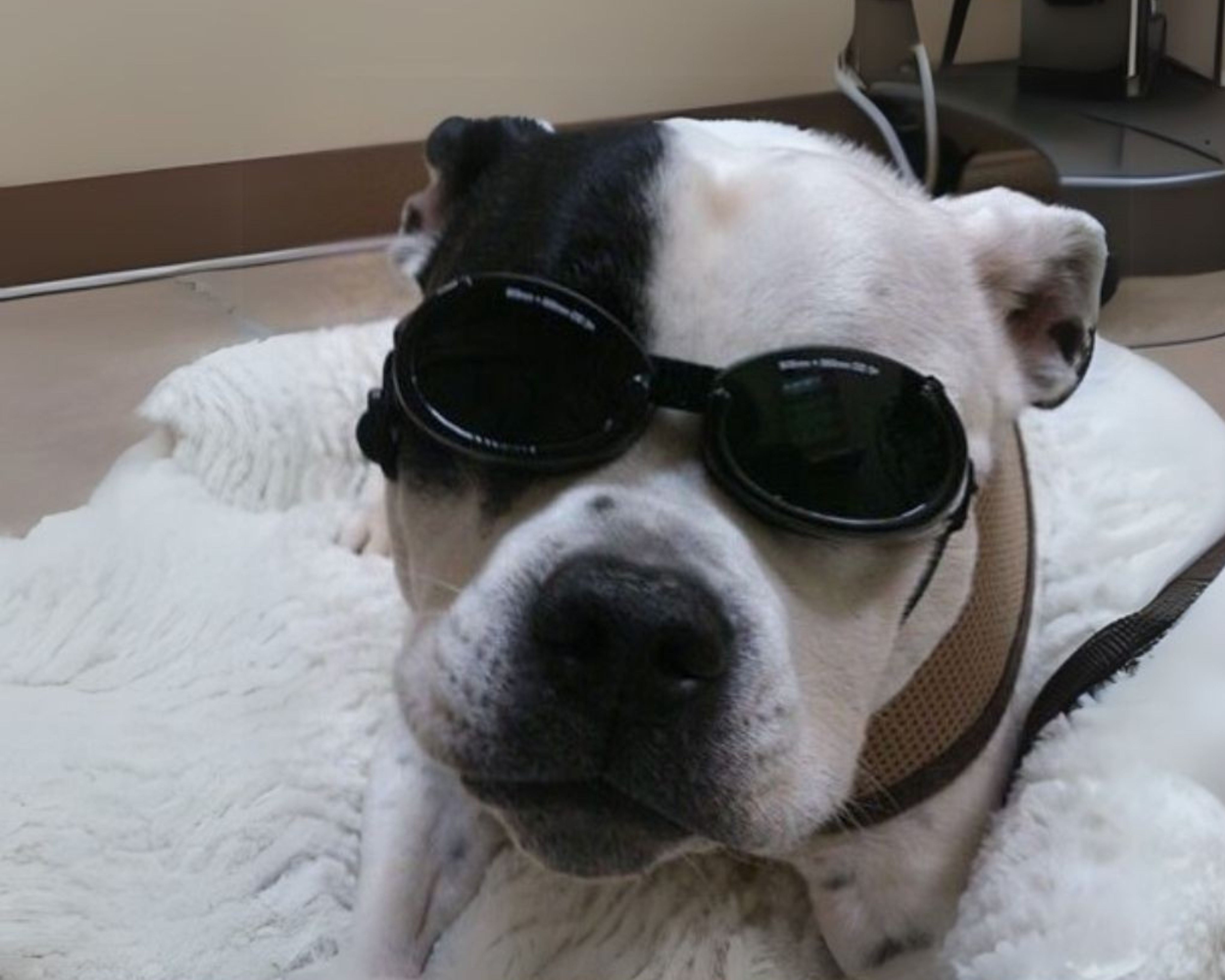 Respond Laser Therapy Restores Mobility for Baxter