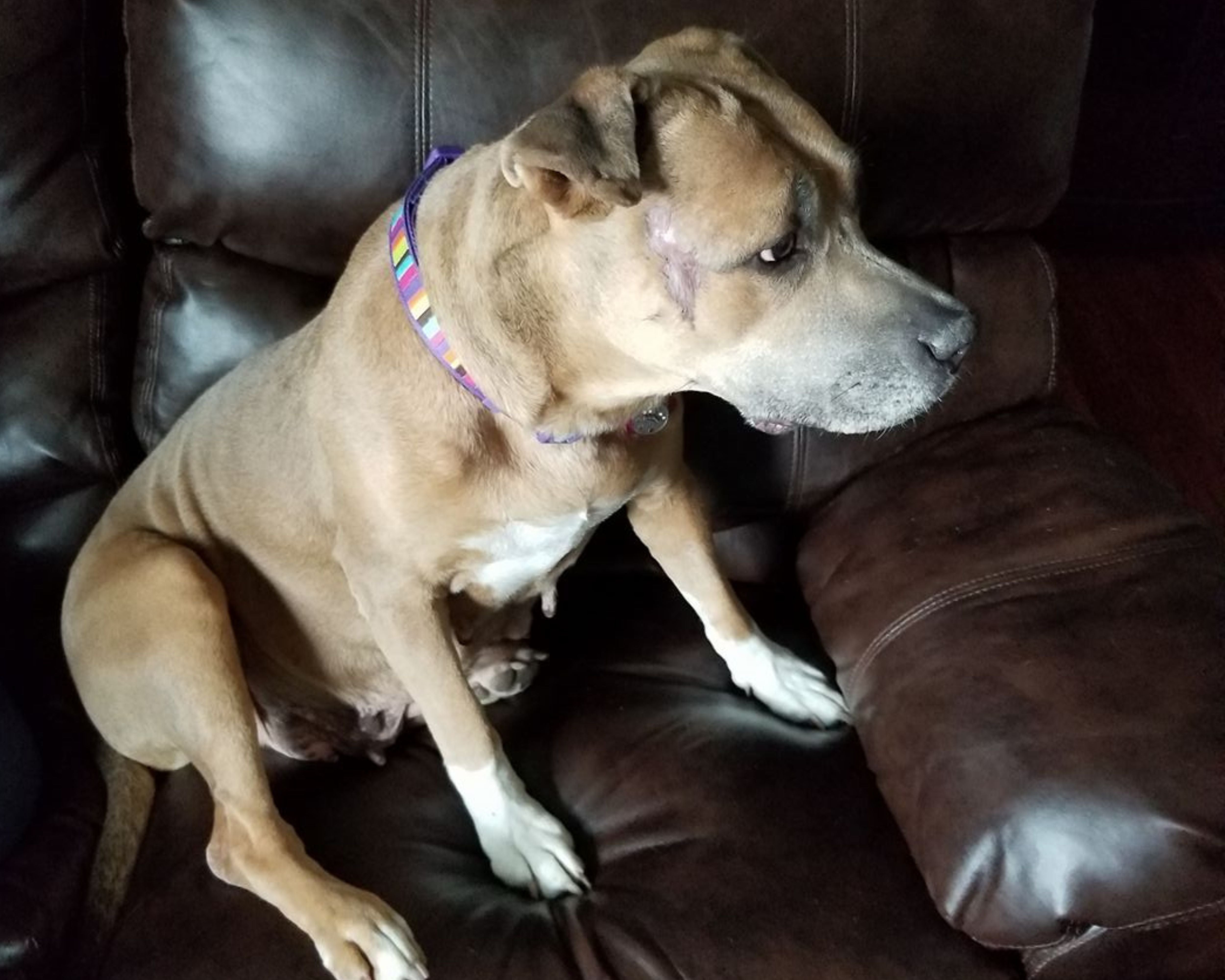 Jazzy- Meriden Humane Society