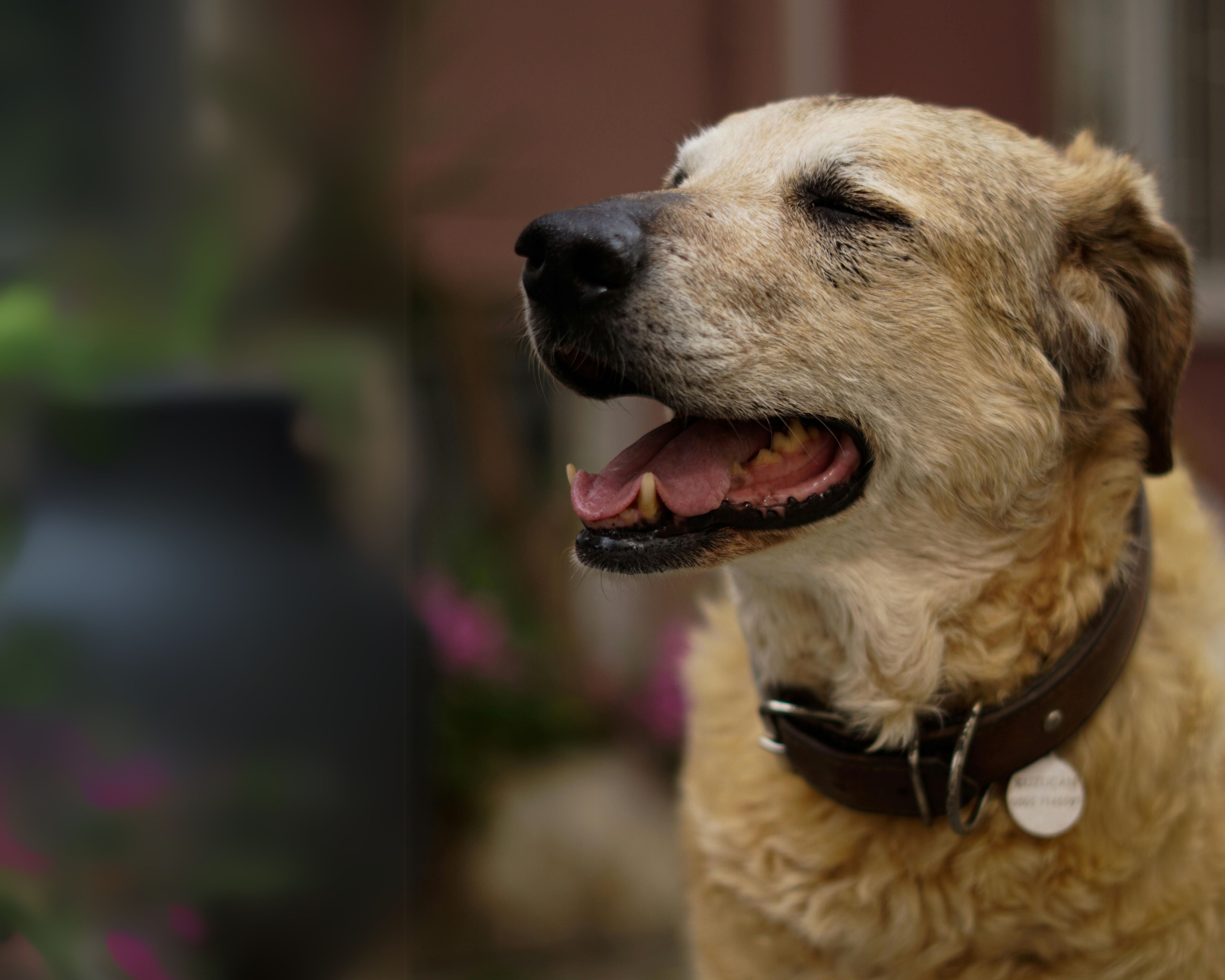Layla’s Recovery with Laser Therapy