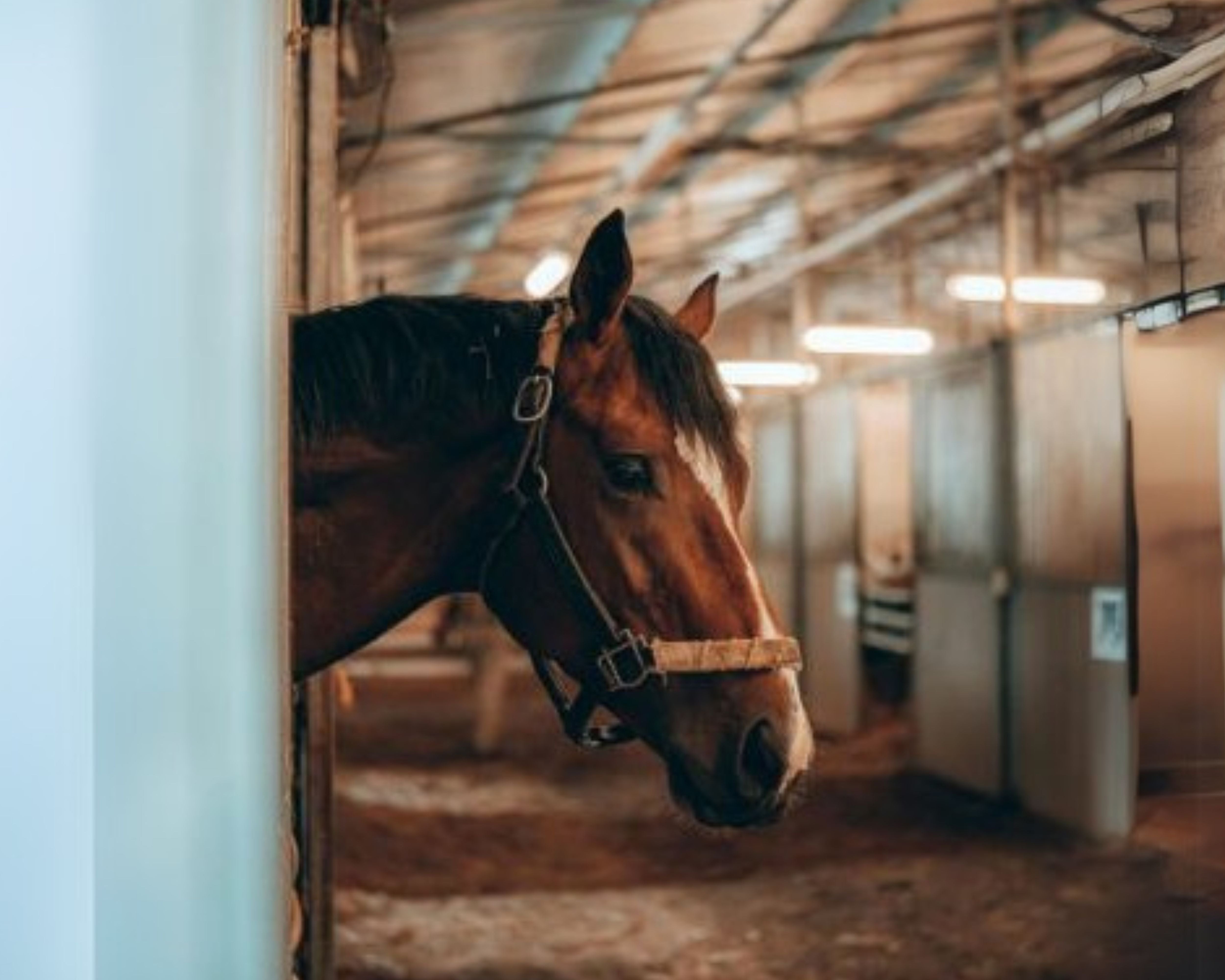 Laser Therapy Boosts Performance in Rodeo Qualifier