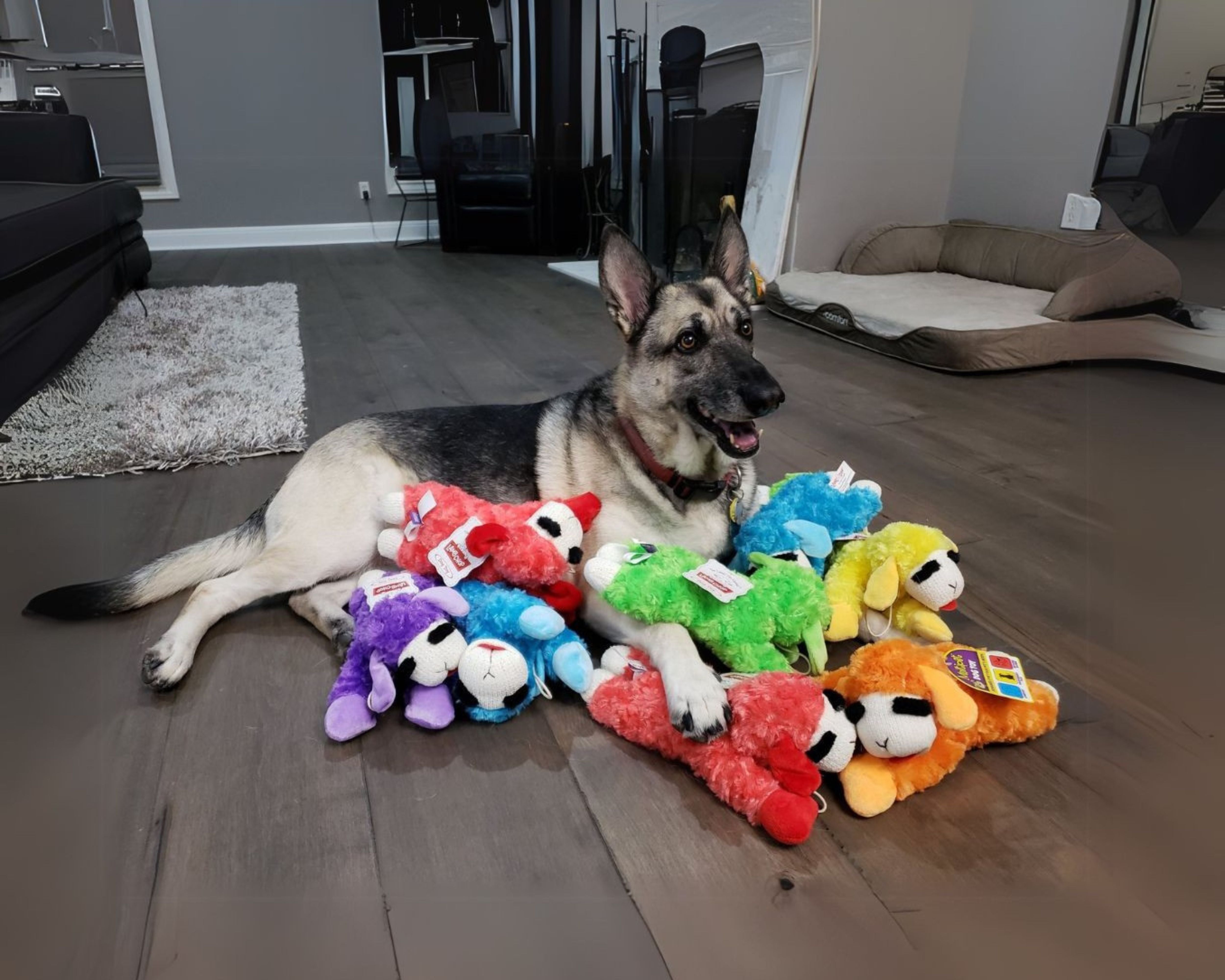 PEMF Therapy Gives 13-Year-Old German Shepherd a Second Chance