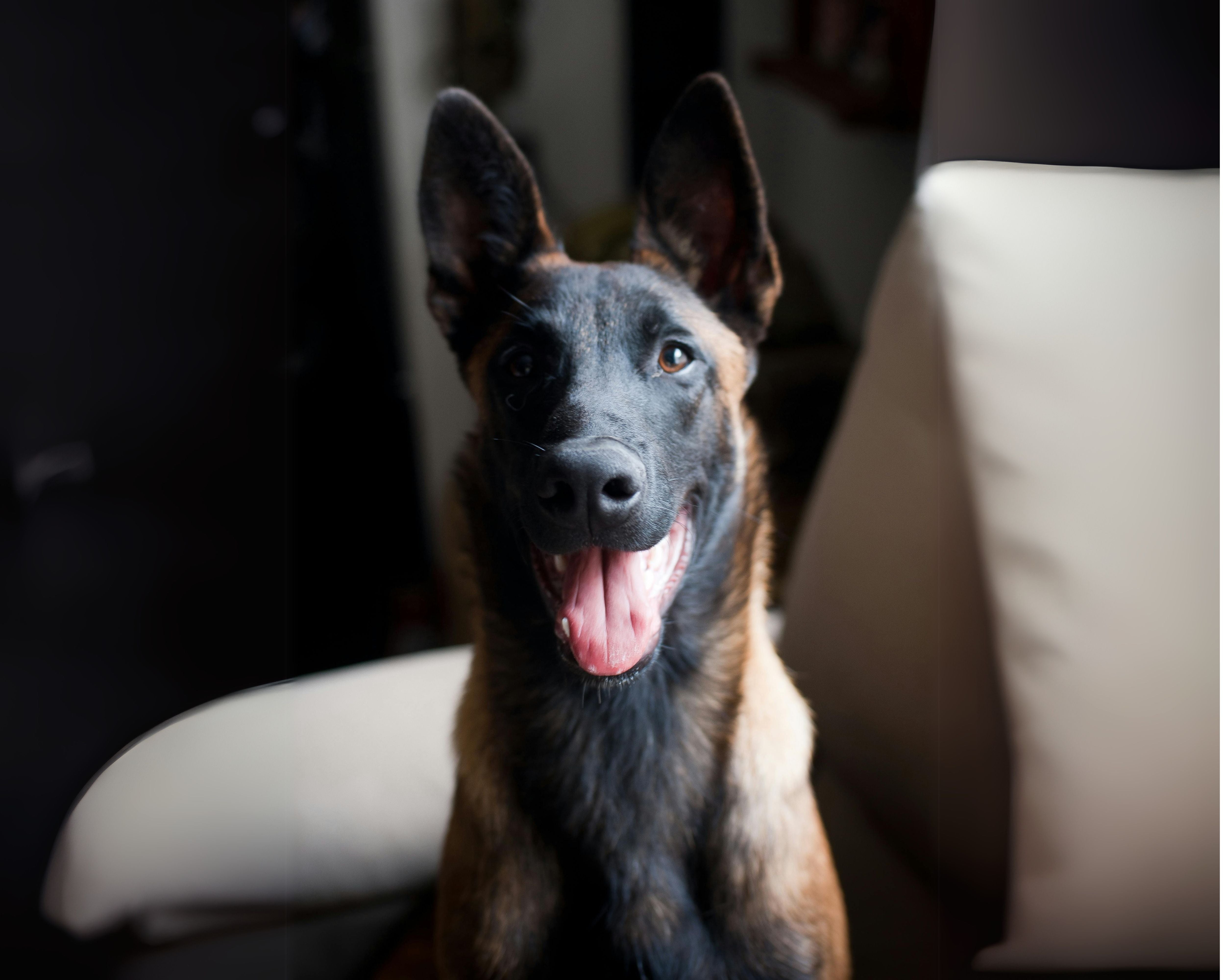 PEMF Mat Brings New Life to Carol’s Senior Malinois