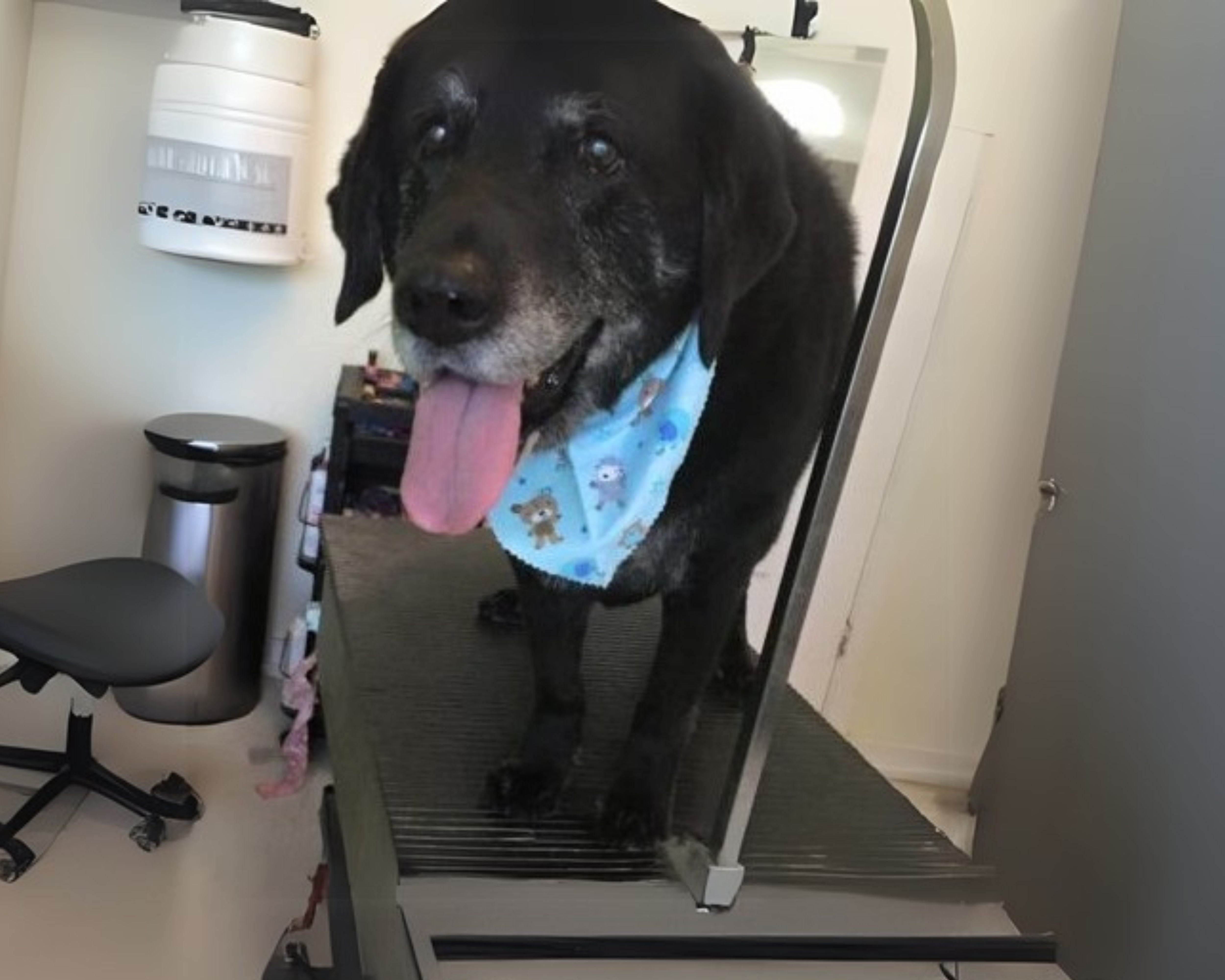 PEMF Bed for Her Guidedog, Nibitz
