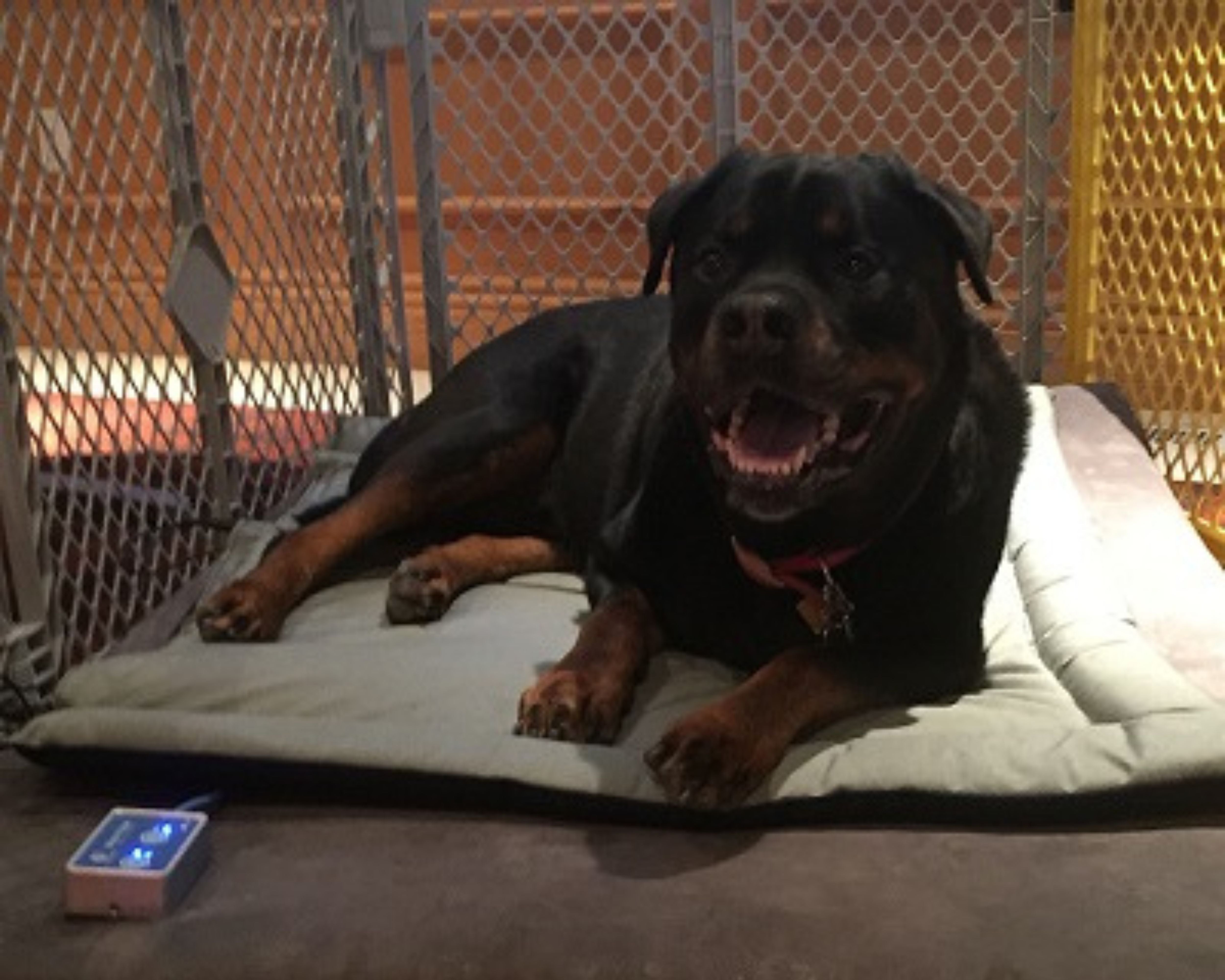 PEMF Dog Bed Restores Mobility for Csonka
