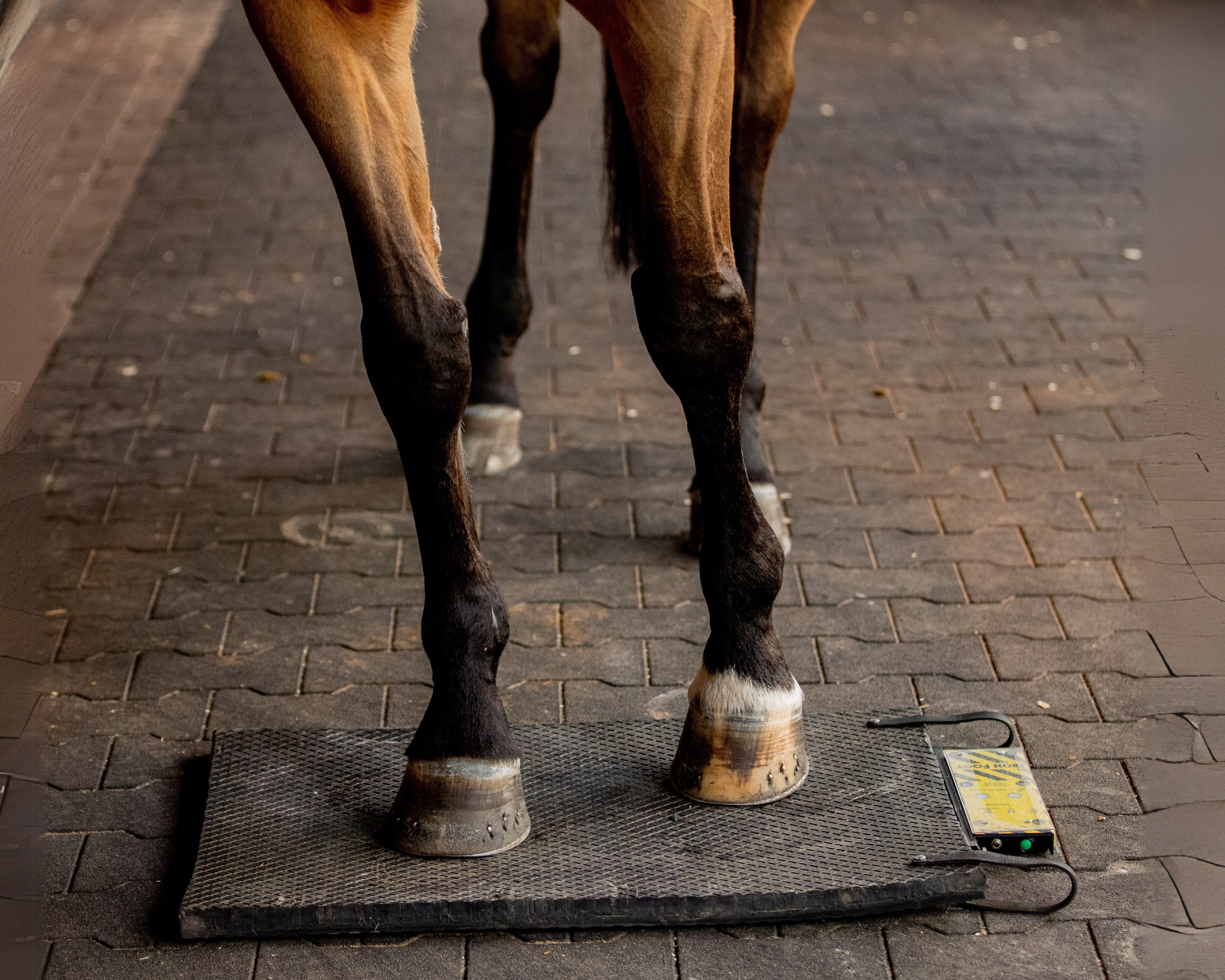 PEMF and Hoof Abscesses