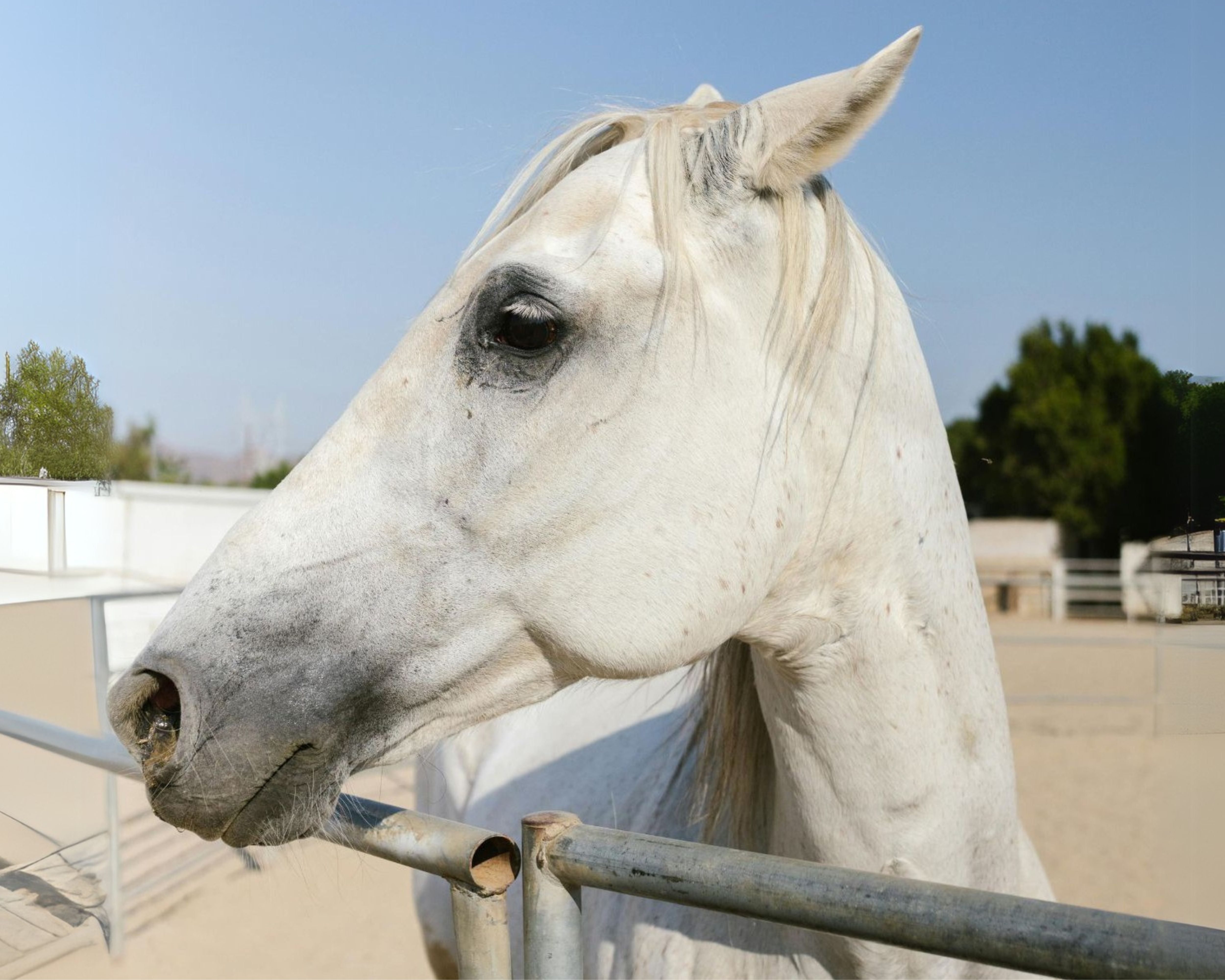 Rosie’s Mobility Improves with PEMF Neck Wrap