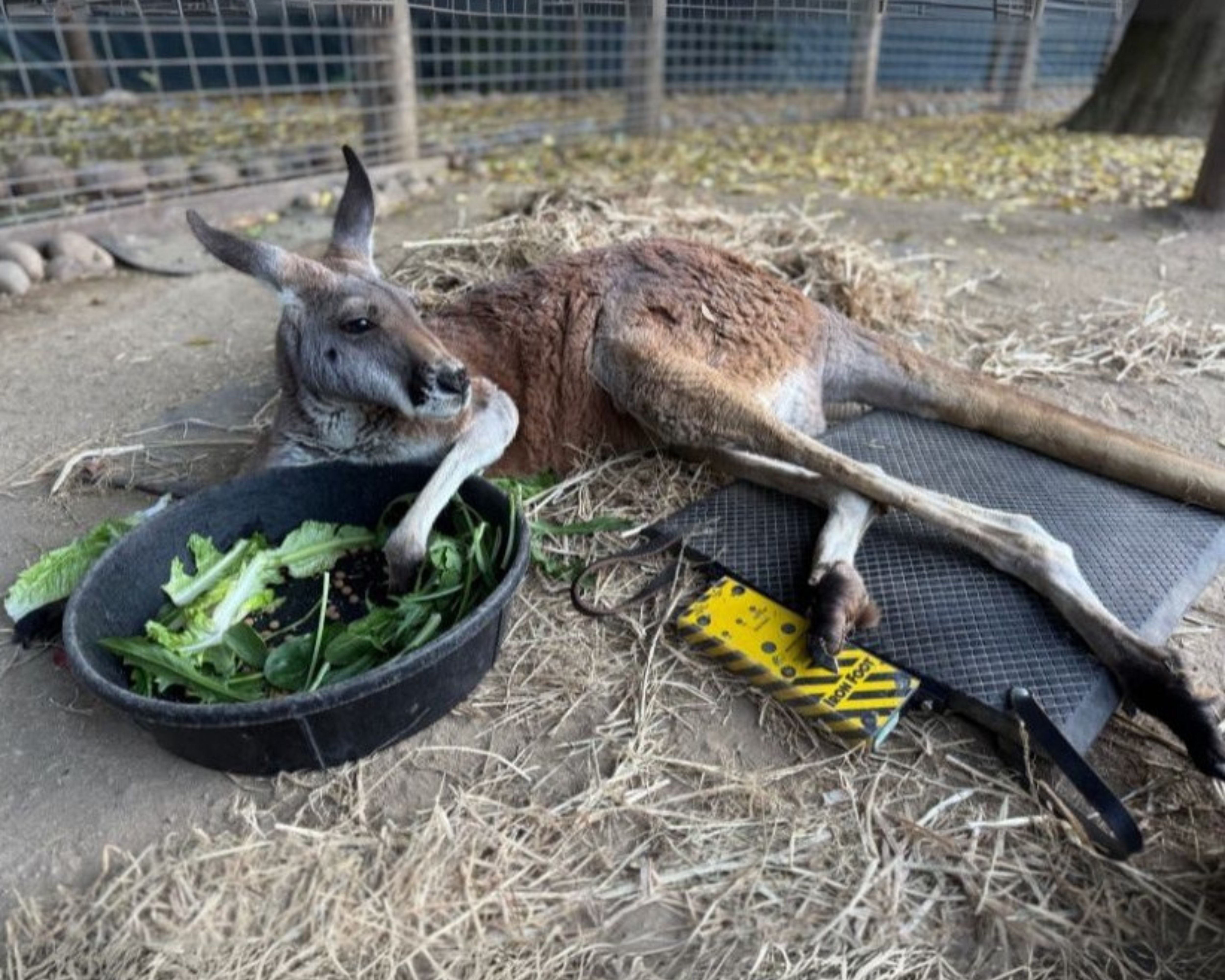 PEMF Therapy Helps Porter the Kangaroo Regain Mobility