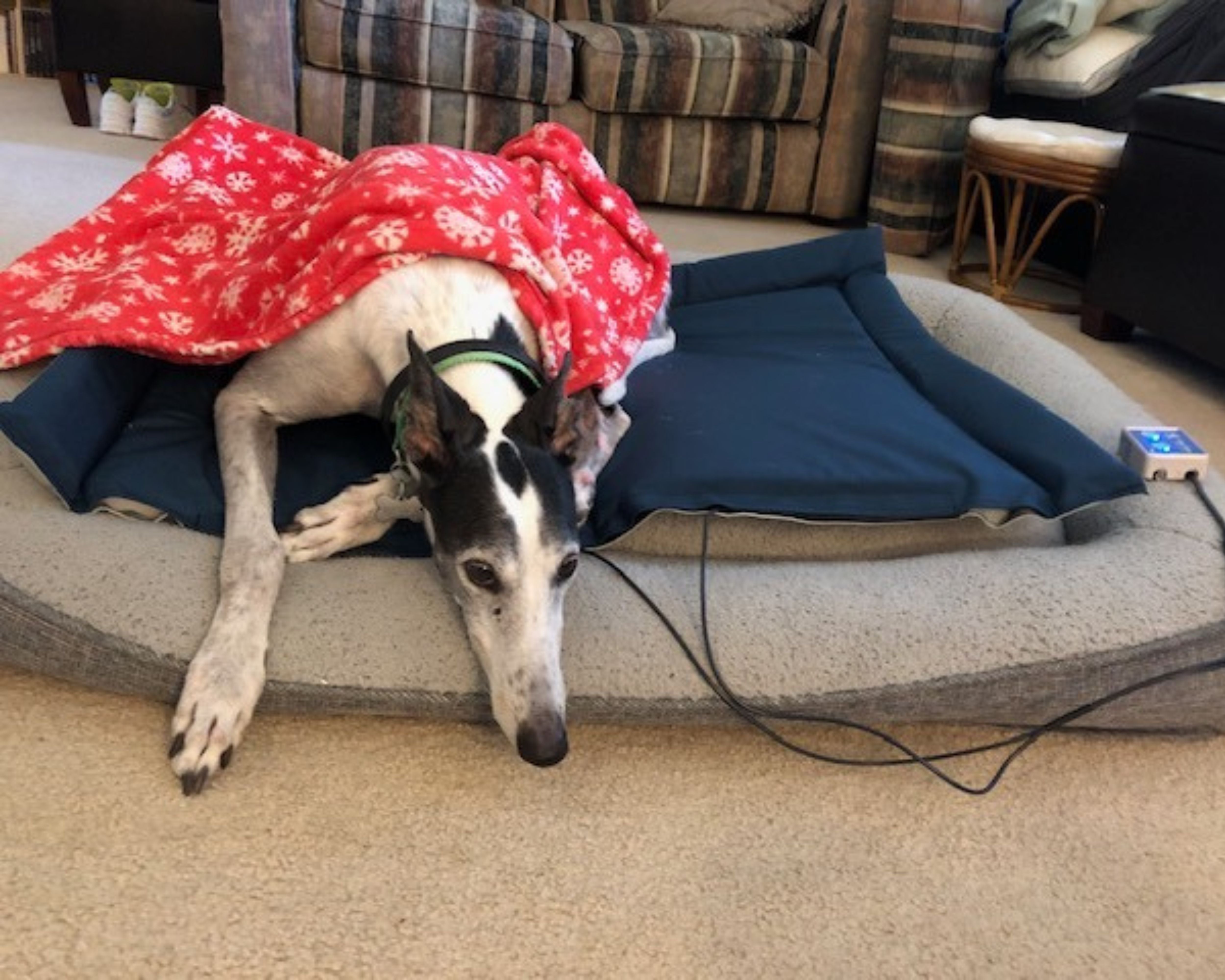 Wendy’s Pups Find Comfort and Relaxation with PEMF Therapy