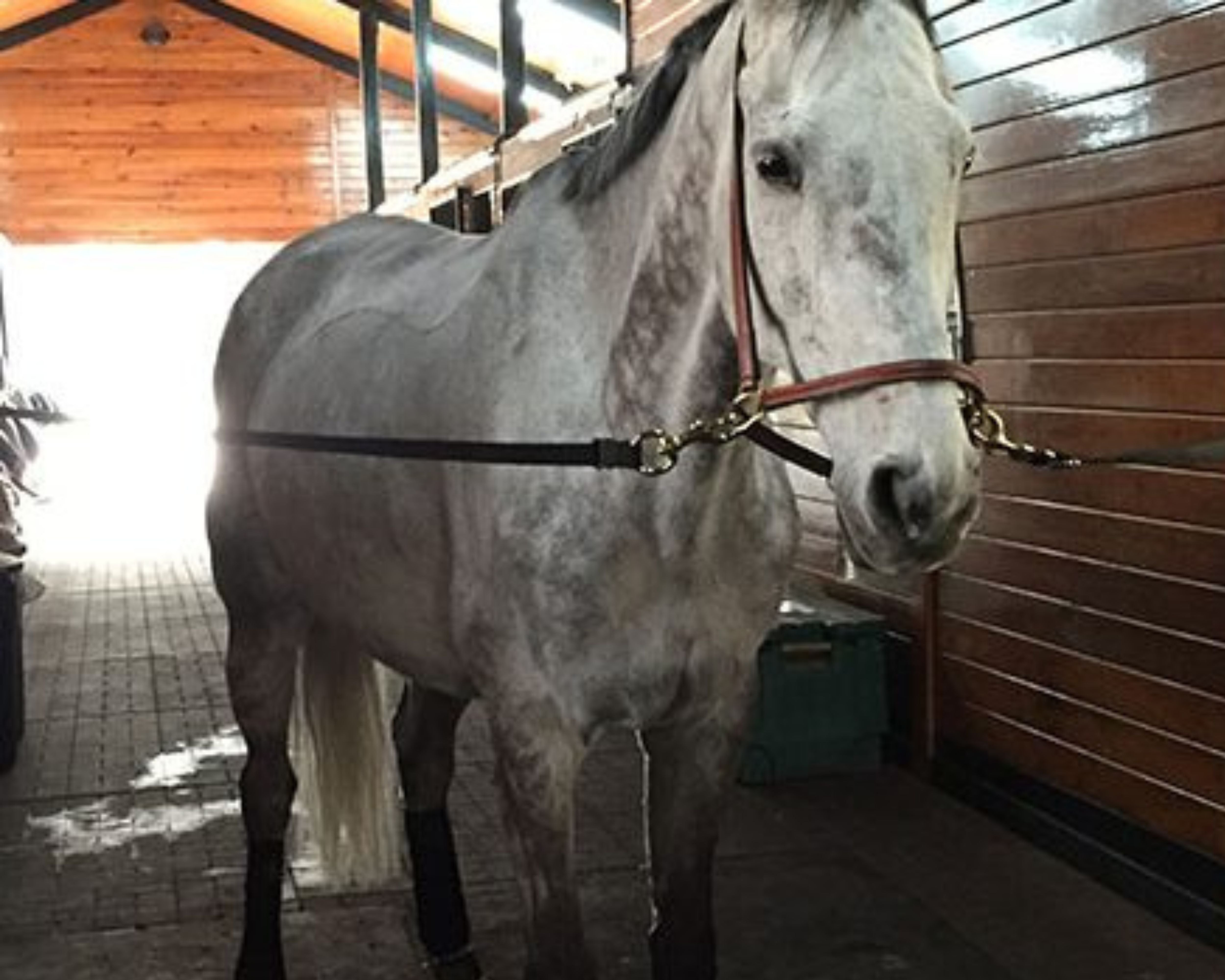 Will Coleman Incorporates the Iron Foot Pad for Equine Performance