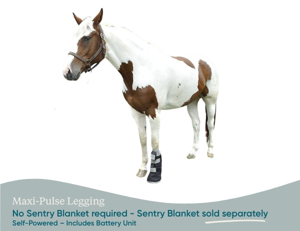 Equine PEMF Leggings/Hoof Coil