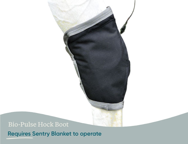 Equine PEMF Hock Boot