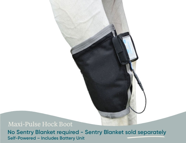 Equine PEMF Hock Boot