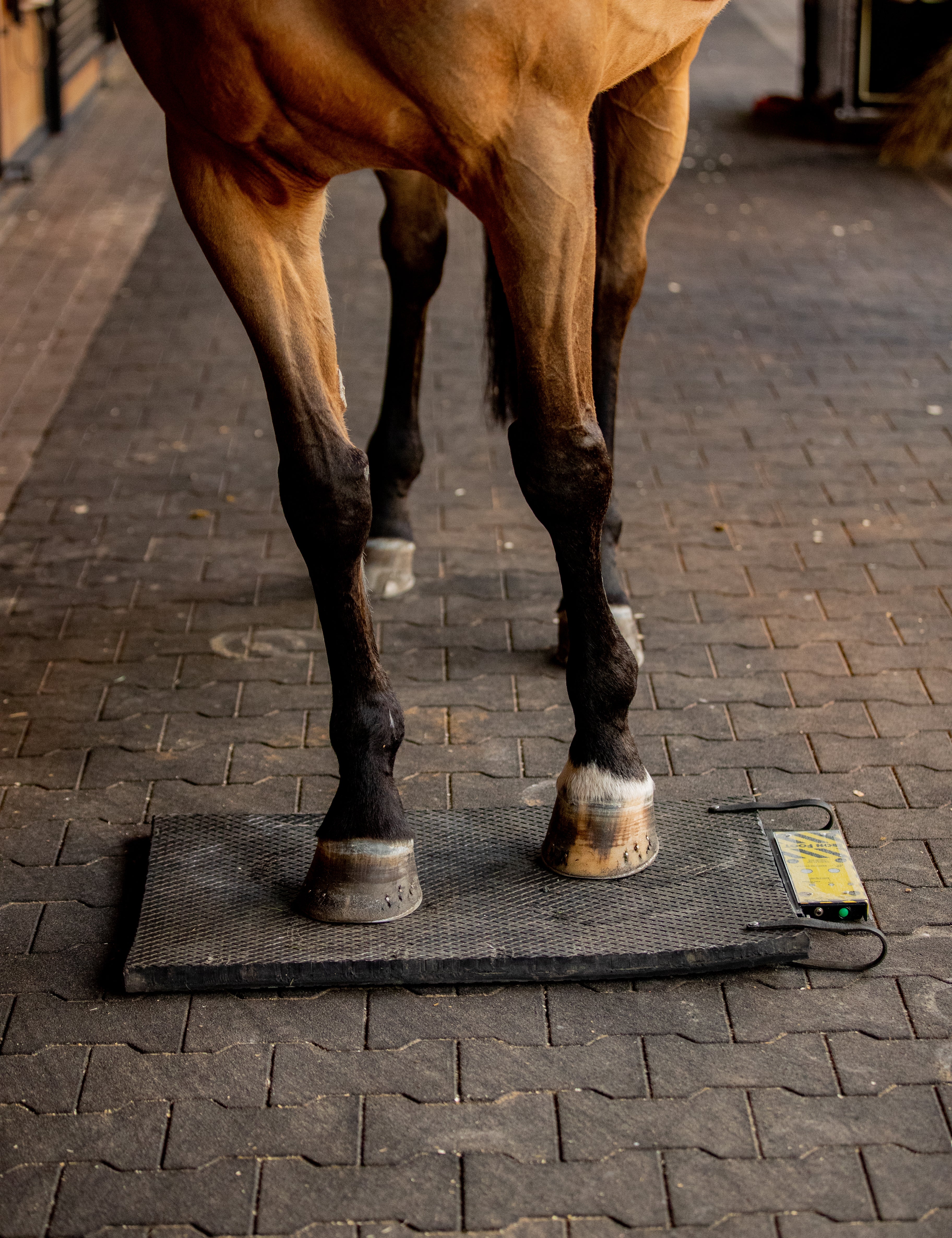 Bio-Pulse™ Sentry PEMF Blanket Magnetic Therapy System for Horses – Respond Animal Therapeutics