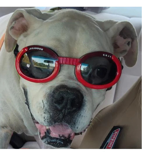 Doggles Leopard Doggles – Respond Animal Therapeutics